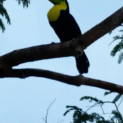 Keel-billed Toucan