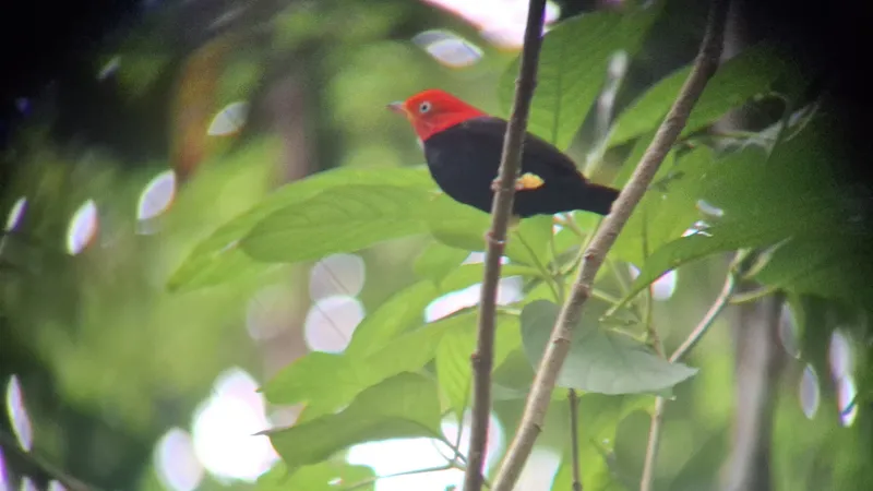 Red-capped Manakin