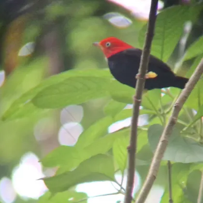 Red-capped Manakin