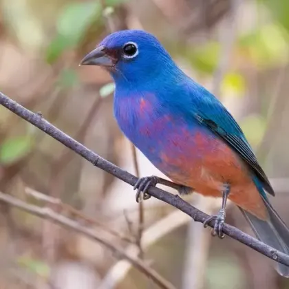 Rose-bellied Bunting
