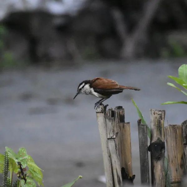 Giant Wren