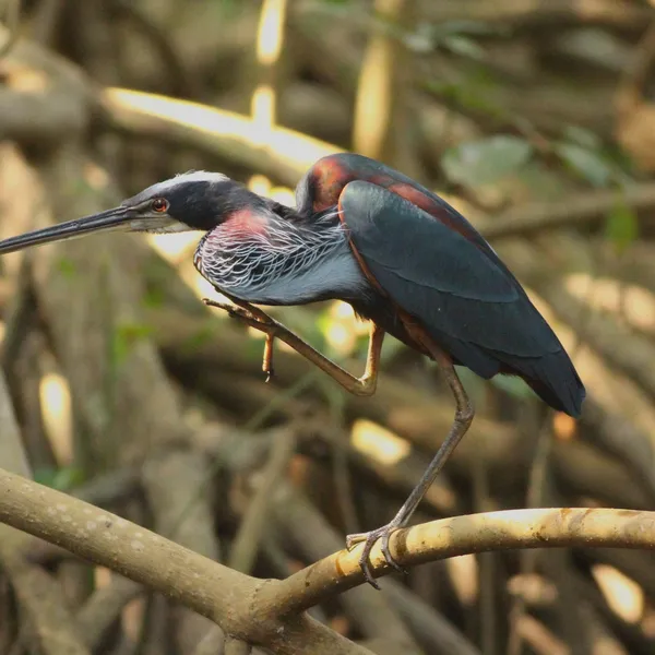 Agami Heron