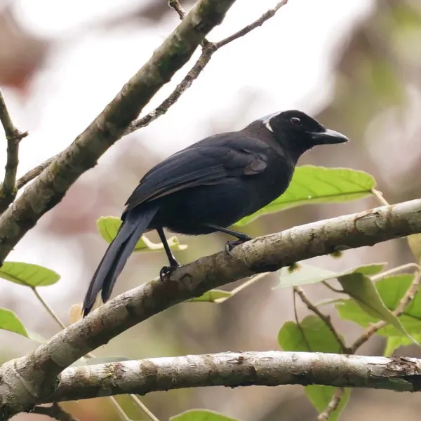 Azure-hooded Jay