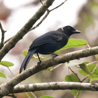 Azure-hooded Jay