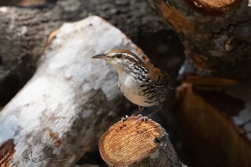 Banded Wren