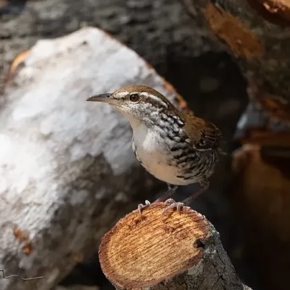 Banded Wren