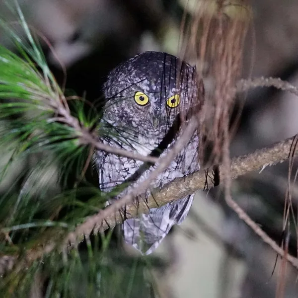 Bearded Screech-Owl
