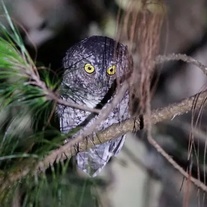 Bearded Screech-Owl