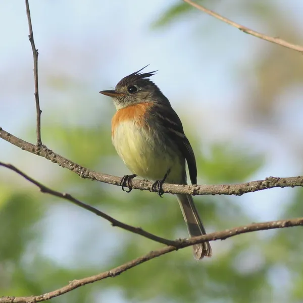 Belted Flycatcher