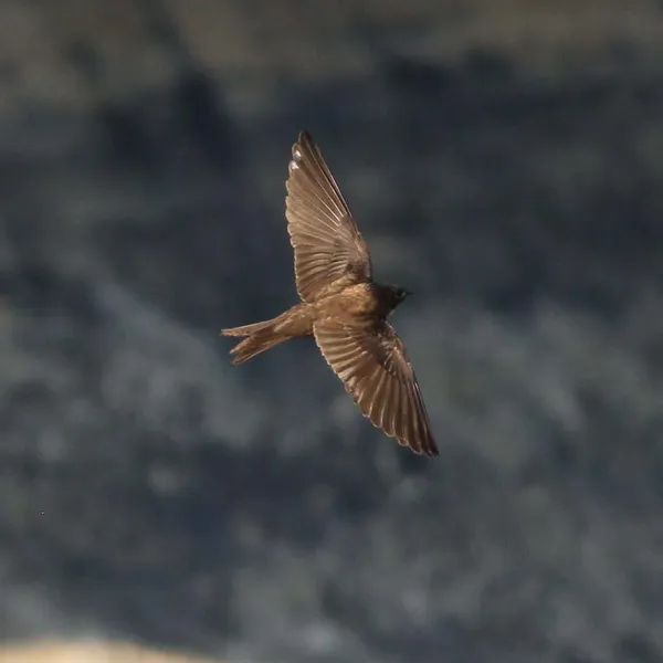 Black-capped Swallow