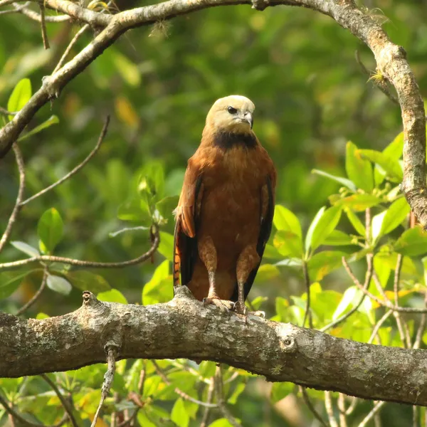 Black-collared Hawk