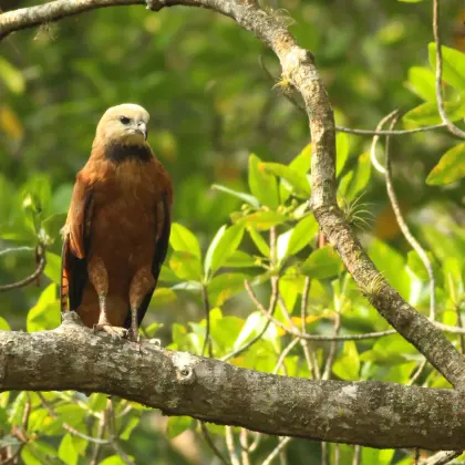 Black-collared Hawk