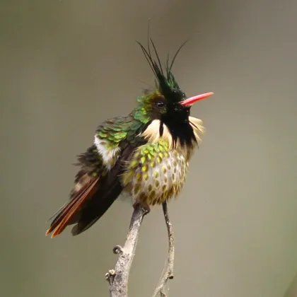 Black-crested Coquette