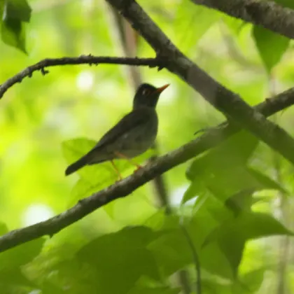 Black-headed Nightingale-Thrush