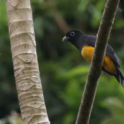 Black-headed Trogon