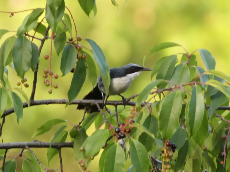 Blue-and-white Mockingbird