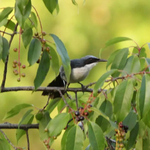 Blue-and-white Mockingbird