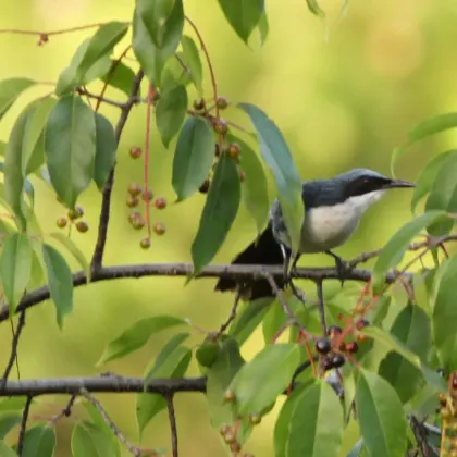 Blue-and-white Mockingbird