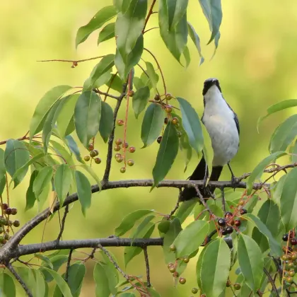 Blue-and-white Mockingbird