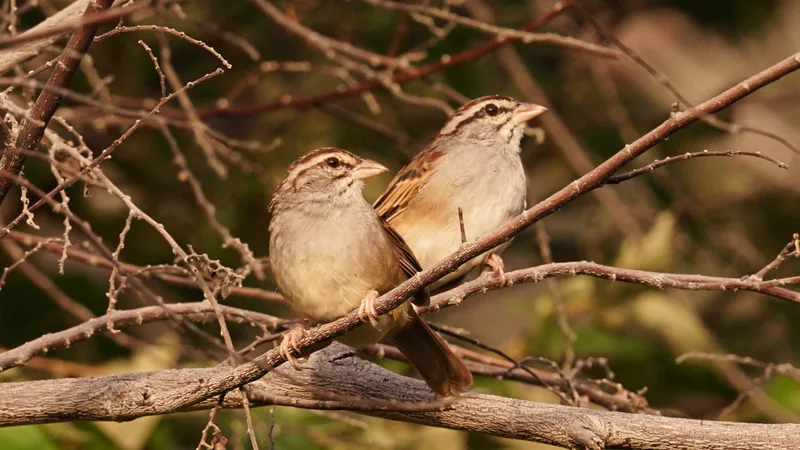 Cinnamon-tailed Sparrow