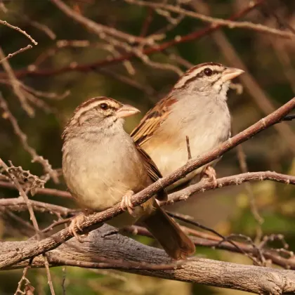 Cinnamon-tailed Sparrow