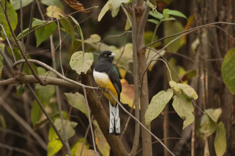 Citreoline Trogon