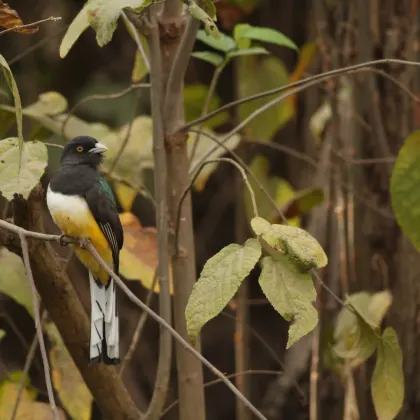 Citreoline Trogon