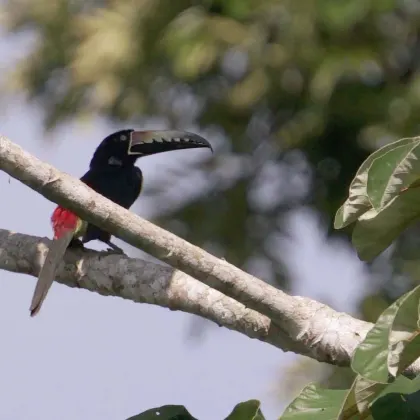 Collared Aracari