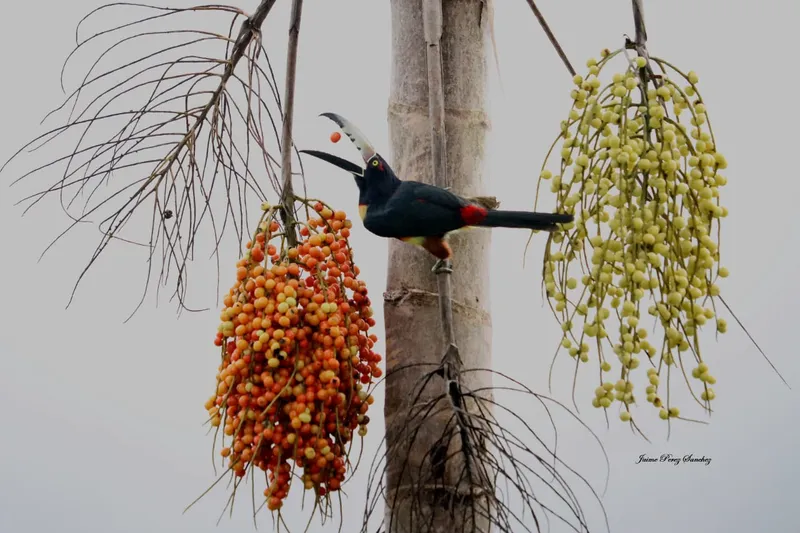 Collared Aracari