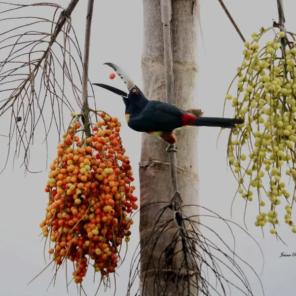 Collared Aracari
