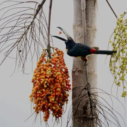 Collared Aracari