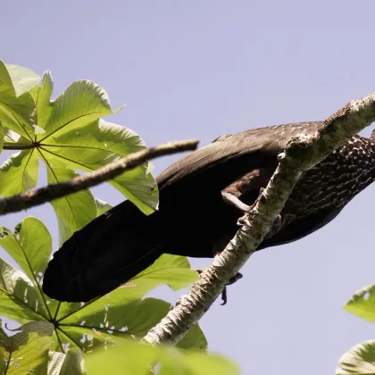 Crested Guan