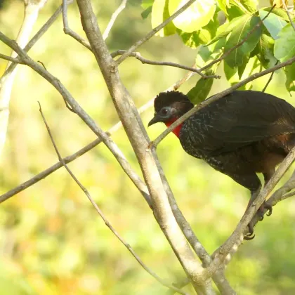 Crested Guan