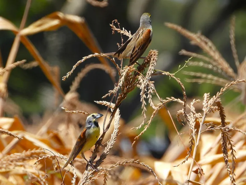 Migratory birds Dickcissel feeding in wheat fields on Sabes Aves birding trip to Palenque