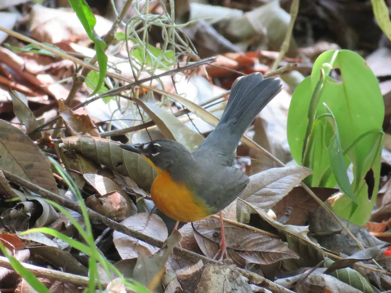Fan-tailed Warbler