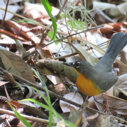 Fan-tailed Warbler