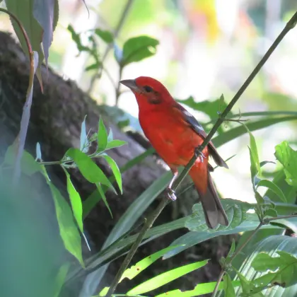 Flame-colored Tanager