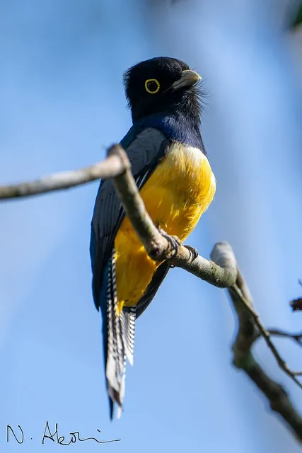 Gartered Trogon