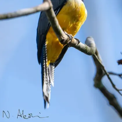 Gartered Trogon