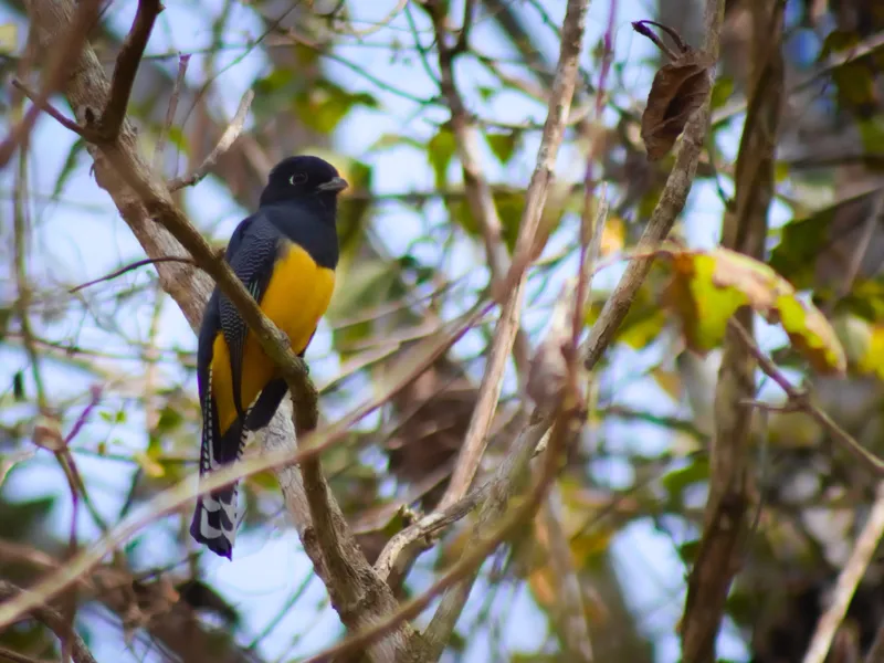 Gartered Trogon