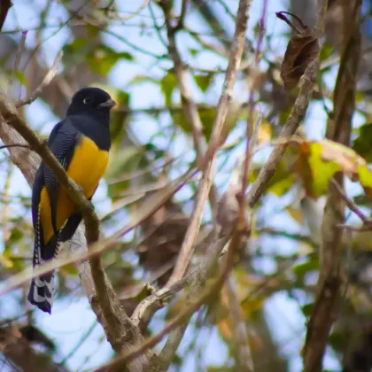Gartered Trogon