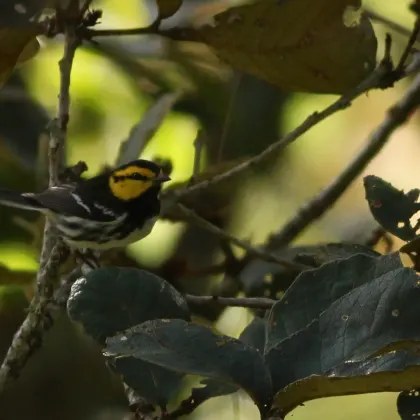 Golden-cheeked Warbler