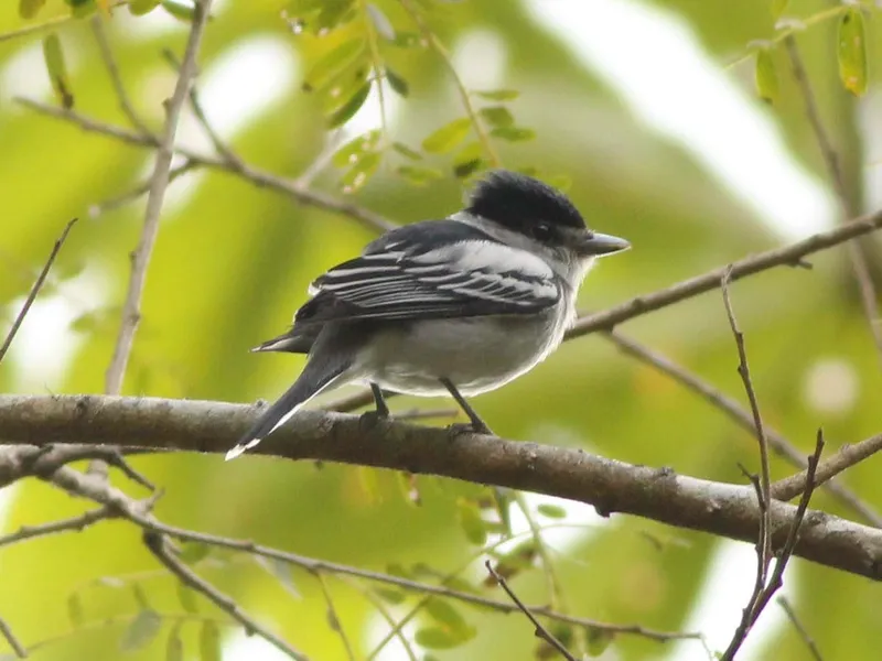 Gray-collared Becard