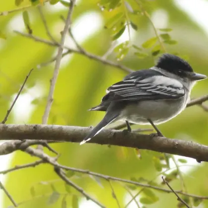 Gray-collared Becard