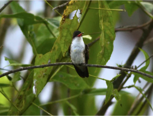 Green-fronted Hummingbird