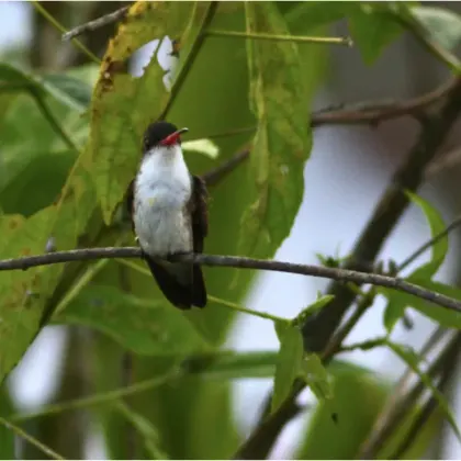 Green-fronted Hummingbird