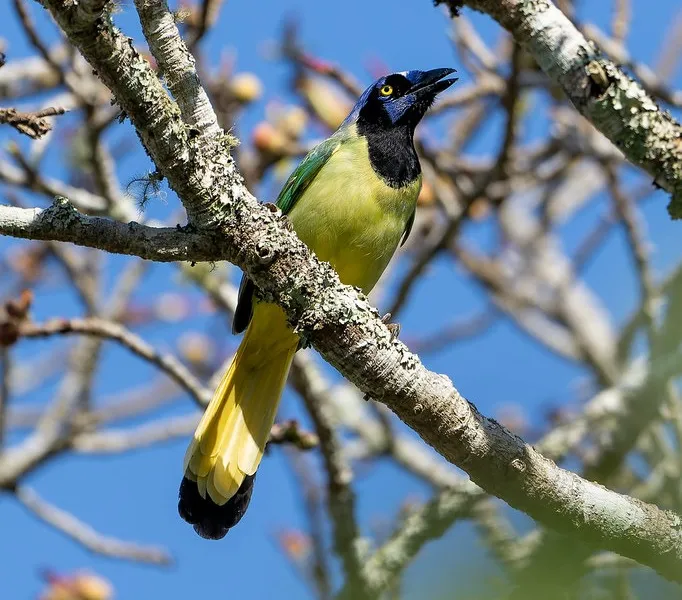 Green Jay