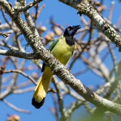Green Jay