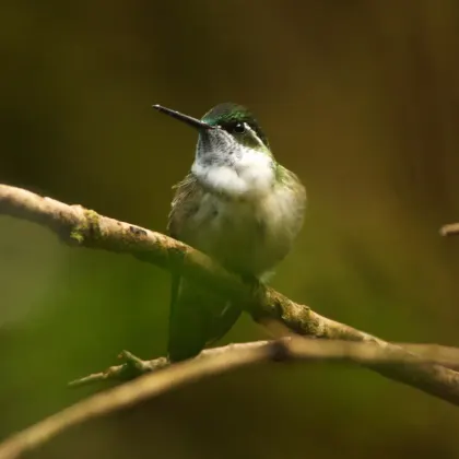 Green-throated Mountain-gem