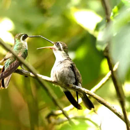 Green-throated Mountaingem